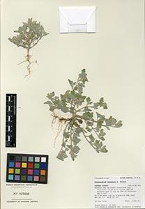 Herbarium Sheet of 